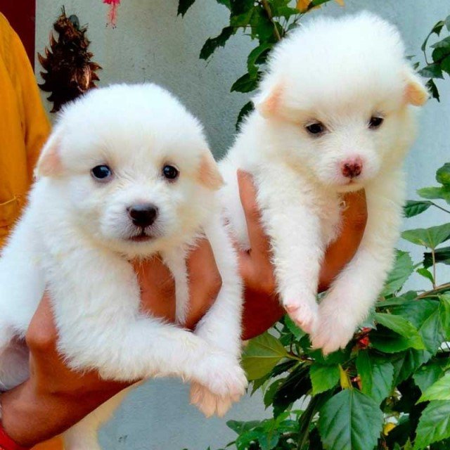 Order Female Pomeranian Puppy from Hyderabad